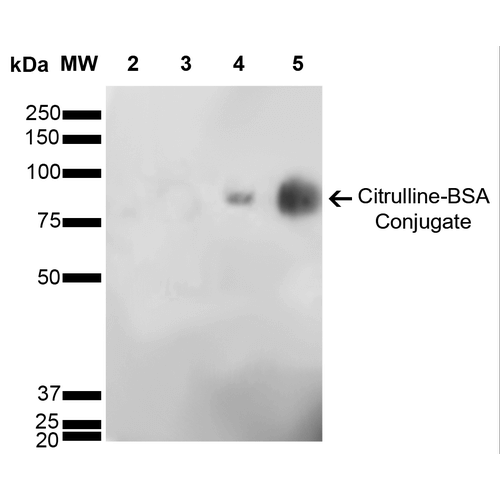 Citrulline Antibody - Western Blot analysis of Citrulline-BSA Conjugate showing detection of 67 kDa Citrulline protein using Mouse Anti-Citrulline Monoclonal Antibody, Clone 6C2.1. Lane 1: Molecular Weight Ladder (MW). Lane 2: BSA (0.5 µg). Lane 3: BSA (2.0 µg). Lane 4: Citrulline-BSA (0.5 µg). Lane 5: Citrulline-BSA (2.0 µg). Block: 5% Skim Milk in TBST. Primary Antibody: Mouse Anti-Citrulline Monoclonal Antibody  at 1:1000 for 2 hours at RT. Secondary Antibody: Goat Anti-Mouse IgG: HRP at 1:2000 for 60 min at RT. Color Development: ECL solution for 5 min in RT. Predicted/Observed Size: 67 kDa.