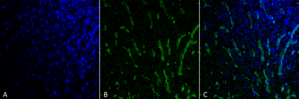 Anti-Citrulline Antibody | Mouse anti-All species Monoclonal PerCP | LSBio