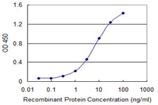 CKAP2 Antibody - Detection limit for recombinant GST tagged CKAP2 is 0.1 ng/ml as a capture antibody.