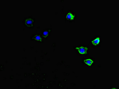 CKAP2L Antibody - Immunofluorescent analysis of HepG2 cells diluted at 1:100 and Alexa Fluor 488-congugated AffiniPure Goat Anti-Rabbit IgG(H+L)