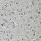 CKAP4 Antibody - Immunohistochemistry of paraffin-embedded mouse brain tissue.