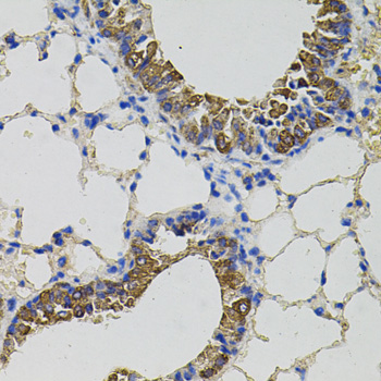 CKAP4 Antibody - Immunohistochemistry of paraffin-embedded mouse lung tissue.