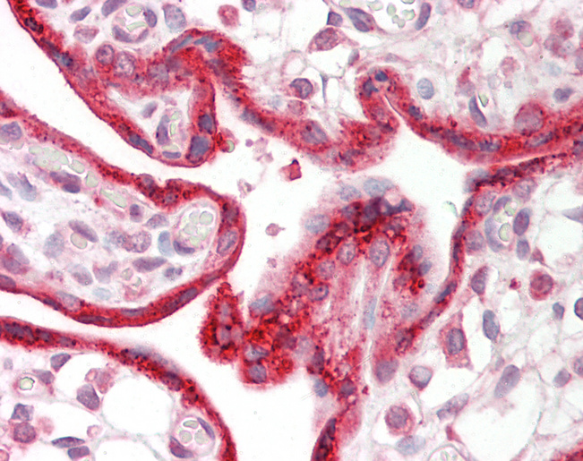 CKAP4 Antibody - Human Placenta: Formalin-Fixed, Paraffin-Embedded (FFPE).  This image was taken for the unconjugated form of this product. Other forms have not been tested.