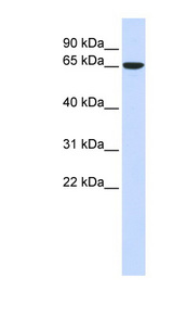 CKAP4 Antibody - CKAP4 antibody western blot of 293T cell lysate.  This image was taken for the unconjugated form of this product. Other forms have not been tested.