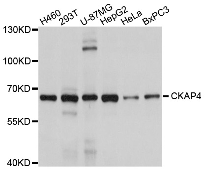 CKAP4 Antibody - Western blot analysis of extracts of various cell lines.