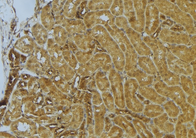 CKAP4 Antibody - 1:100 staining mouse kidney tissue by IHC-P. The sample was formaldehyde fixed and a heat mediated antigen retrieval step in citrate buffer was performed. The sample was then blocked and incubated with the antibody for 1.5 hours at 22°C. An HRP conjugated goat anti-rabbit antibody was used as the secondary.