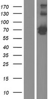 CKAP4 Protein - Western validation with an anti-DDK antibody * L: Control HEK293 lysate R: Over-expression lysate