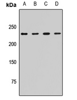 CKAP5 / ch-TOG Antibody