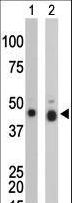 CKB / Creatine Kinase BB Antibody - The anti-CKB antibody is used in Western blot to detect CKB in mouse colon tissue lysate (Lane 1) and Y79 cell lysate (Lane 2).