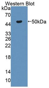 CKB / Creatine Kinase BB Antibody - Western Blot; Sample: Recombinant protein.