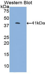 CKB / Creatine Kinase BB Antibody - Western blot of recombinant CKB / Creatine Kinase BB.  This image was taken for the unconjugated form of this product. Other forms have not been tested.