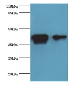 CKB / Creatine Kinase BB Antibody - Western blot. All lanes: Creatine kinase B-type antibody at 2 ug/ml. Lane 1: Mouse brain tissue Lane 2: 293T whole cell lysate. Secondary antibody: goat polyclonal to rabbit at 1:10000 dilution. Predicted band size: 43 kDa. Observed band size: 43 kDa.  This image was taken for the unconjugated form of this product. Other forms have not been tested.