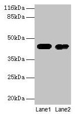 CKB / Creatine Kinase BB Antibody - Western blot All lanes: Creatine kinase B-type antibody at 2µg/ml Lane 1: Mouse brain tissue Lane 2: 293T whole cell lysate Secondary Goat polyclonal to rabbit IgG at 1/10000 dilution Predicted band size: 43 kDa Observed band size: 43 kDa