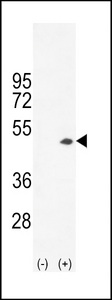 CKB / Creatine Kinase BB Antibody - Western blot of CKB (arrow) using rabbit polyclonal CKB-C254. 293 cell lysates (2 ug/lane) either nontransfected (Lane 1) or transiently transfected (Lane 2) with the CKB gene.