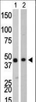 CKB / Creatine Kinase BB Antibody - The anti-CKB antibody is used in Western blot to detect CKB in Y79 cell lysate (Lane 1) and mouse colon tissue lysate (Lane 2).