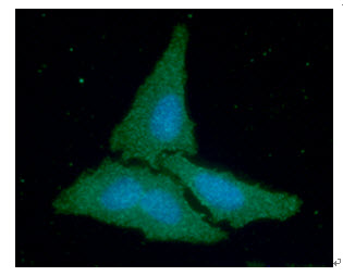 CKB / Creatine Kinase BB Antibody - ICC/IF analysis of CKB in HeLa cells line, stained with DAPI (Blue) for nucleus staining and monoclonal anti-human CKB antibody (1:100) with goat anti-mouse IgG-Alexa fluor 488 conjugate (Green).