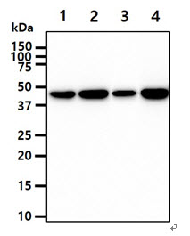 CKB / Creatine Kinase BB Antibody - The cell lysates (40ug) were resolved by SDS-PAGE, transferred to PVDF membrane and probed with anti-human CKB antibody (1:1000). Proteins were visualized using a goat anti-mouse secondary antibody conjugated to HRP and an ECL detection system. Lane 1.: HeLa cell lysate Lane 2.: 293T cell lysate Lane 2.: K562 cell lysate Lane 2.: LnCap cell lysate