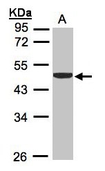 CKB / Creatine Kinase BB Antibody - Sample (30g whole cell lysate). A: H1299. 10% SDS PAGE. CKB antibody diluted at 1:1000.