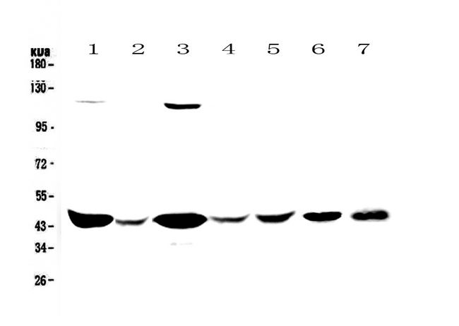 CKB / Creatine Kinase BB Antibody - Western blot - Anti-CKB Picoband antibody