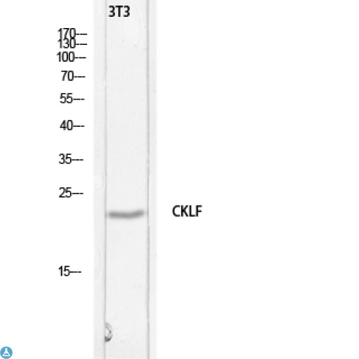 CKLF Antibody - Western Blot (WB) analysis of 3T3 lysis using CKLF antibody.