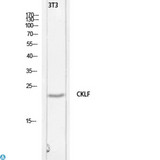 CKLF Antibody - Western Blot (WB) analysis of 3T3 lysis using CKLF antibody.