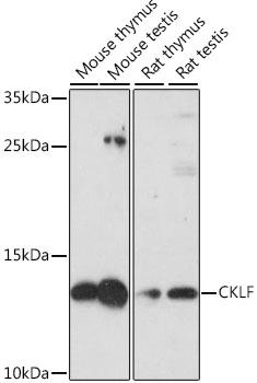 CKLF Antibody - Western blot analysis of extracts of various cell lines using CKLF Polyclonal Antibody at dilution of 1:1000.
