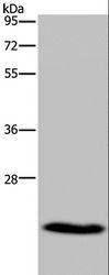 CKLFSF5 / CMTM5 Antibody - Western blot analysis of Mouse heart tissue, using CMTM5 Polyclonal Antibody at dilution of 1:400.