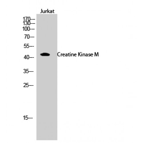 CKM / Creatine Kinase MM Antibody - Western blot of Creatine Kinase M antibody