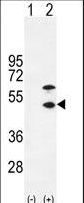 CKM / Creatine Kinase MM Antibody - Western blot of CKM (arrow) using rabbit polyclonal CKM-T6. 293 cell lysates (2 ug/lane) either nontransfected (Lane 1) or transiently transfected (Lane 2) with the CKM gene.