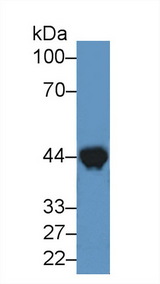 CKM / Creatine Kinase MM Antibody - Western Blot; Sample: Mouse Heart lysate; ;Primary Ab: 2µg/ml Rabbit Anti-Canine CKM Antibody;Second Ab: 0.2µg/mL HRP-Linked Caprine Anti-Rabbit IgG Polyclonal Antibody;(Catalog: SAA544Rb19