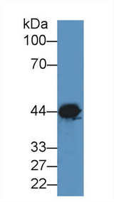 CKM / Creatine Kinase MM Antibody - Western Blot; Sample: Canine Brain lysate; ;Primary Ab: 2µg/ml Rabbit Anti-Canine CKM Antibody;Second Ab: 0.2µg/mL HRP-Linked Caprine Anti-Rabbit IgG Polyclonal Antibody;(Catalog: SAA544Rb19