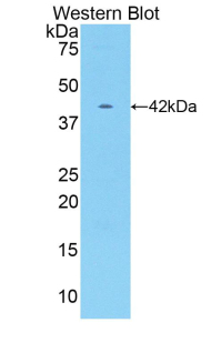 CKM / Creatine Kinase MM Antibody - Western blot of recombinant CKM / Creatine Kinase MM.  This image was taken for the unconjugated form of this product. Other forms have not been tested.