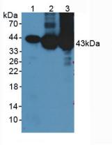 CKM / Creatine Kinase MM Antibody - Western Blot; Sample: Lane1: Porcine Brain Tissue; Lane2: Porcine Heart Tissue; Lane3: Porcine Muscle Tissue.