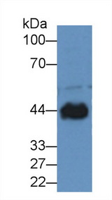 CKM / Creatine Kinase MM Antibody - Western Blot; Sample: Canine Heart lysate; ;Primary Ab: 2µg/ml Rabbit Anti-Canine CKM Antibody;Second Ab: 0.2µg/mL HRP-Linked Caprine Anti-Rabbit IgG Polyclonal Antibody;(Catalog: SAA544Rb19