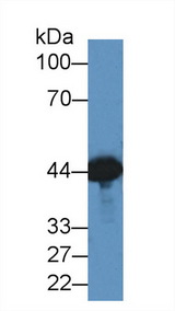 CKM / Creatine Kinase MM Antibody - Western Blot; Sample: Mouse Brain lysate; ;Primary Ab: 2µg/ml Rabbit Anti-Canine CKM Antibody;Second Ab: 0.2µg/mL HRP-Linked Caprine Anti-Rabbit IgG Polyclonal Antibody;