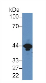 CKM / Creatine Kinase MM Antibody - Western Blot; Sample: Mouse Brain lysate; ;Primary Ab: 2µg/ml Rabbit Anti-Mouse CKM Antibody;Second Ab: 0.2µg/mL HRP-Linked Caprine Anti-Rabbit IgG Polyclonal Antibody;