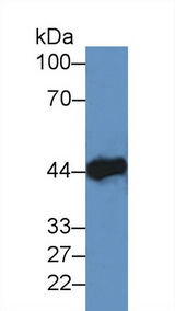 CKM / Creatine Kinase MM Antibody - Western Blot; Sample: Canine Heart lysate; ;Primary Ab: 2µg/ml Rabbit Anti-Mouse CKM Antibody;Second Ab: 0.2µg/mL HRP-Linked Caprine Anti-Rabbit IgG Polyclonal Antibody;(Catalog: SAA544Rb19