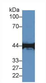 CKM / Creatine Kinase MM Antibody - Western Blot; Sample: Canine Brain lysate; ;Primary Ab: 2µg/ml Rabbit Anti-Mouse CKM Antibody;Second Ab: 0.2µg/mL HRP-Linked Caprine Anti-Rabbit IgG Polyclonal Antibody;(Catalog: SAA544Rb19