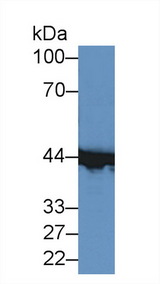 CKM / Creatine Kinase MM Antibody - Western Blot; Sample: Mouse Heart lysate; ;Primary Ab: 2µg/ml Rabbit Anti-Mouse CKM Antibody;Second Ab: 0.2µg/mL HRP-Linked Caprine Anti-Rabbit IgG Polyclonal Antibody;(Catalog: SAA544Rb19