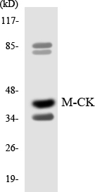 CKM / Creatine Kinase MM Antibody - Western blot analysis of the lysates from HepG2 cells using M-CK antibody.
