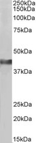 CKM / Creatine Kinase MM Antibody - CKM / Creatine Kinase MM antibody (0.3µg/ml) staining of Pig Heart lysates (35µg protein in RIPA buffer). Detected by chemiluminescence.