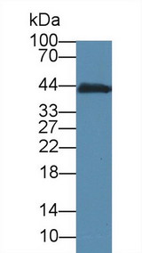 CKM / Creatine Kinase MM Antibody - Western Blot; Sample: Mouse Small intestine lysate; Primary Ab: 5µg/ml Mouse Anti-Mouse CKM Antibody Second Ab: 0.2µg/mL HRP-Linked Caprine Anti-Mouse IgG Polyclonal Antibody