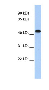 CKM / Creatine Kinase MM Antibody - CKM antibody Western blot of Fetal Heart lysate. This image was taken for the unconjugated form of this product. Other forms have not been tested.