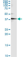 CKM / Creatine Kinase MM Antibody - Immunoprecipitation of CKM transfected lysate using anti-CKM monoclonal antibody and Protein A Magnetic Bead, and immunoblotted with CKM rabbit polyclonal antibody.