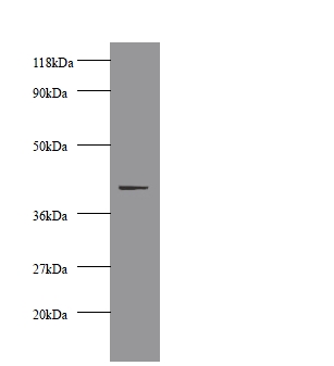 CKM / Creatine Kinase MM Antibody - Western blot of Creatine kinase M-type antibody at 2ug/ml + 293T whole cell lysate. Secondary: Goat polyclonal to Rabbit IgG at 1:10000 dilution. Predicted band size: 42 kDa. Observed band size: 42 kDa.  This image was taken for the unconjugated form of this product. Other forms have not been tested.