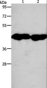 CKM / Creatine Kinase MM Antibody - Western blot analysis of Mouse muscle and Heart tissue, using CKM Polyclonal Antibody at dilution of 1:950.