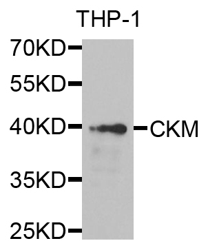 CKM / Creatine Kinase MM Antibody - Western blot analysis of extracts of THP-1 cells.