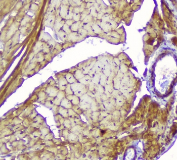 CKM / Creatine Kinase MM Antibody - IHC staining of FFPE mouse heart with CKM antibody at 1ug/ml. HIER: boil tissue sections in pH6, 10mM citrate buffer, for 10-20 min followed by cooling at RT for 20 min.