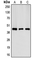 CKM / Creatine Kinase MM Antibody - Western blot analysis of Creatine Kinase M expression in HeLa (A); NIH3T3 (B); H9C2 (C) whole cell lysates.