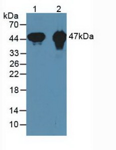 CKMT1A Antibody - Western Blot; Samples:Lane1: Mouse Heart Tissue; Lane2: Rat Heart Tissue.